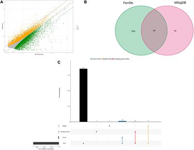 Prognostic Value of a Ferroptosis-Related Gene Signature in Patients With Head and Neck Squamous Cell Carcinoma